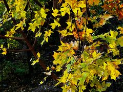 -北京西山国家森林公园