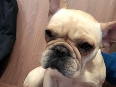 -柯斗斗主题餐厅·狗咖·围炉煮茶·茶饮(国瑞升平里店)