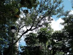 -九龙公园