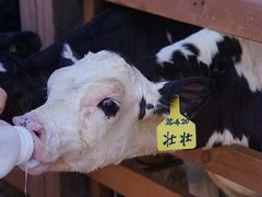 -光明牧业有限公司金山种奶牛场