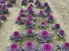 -中国天府农业博览园