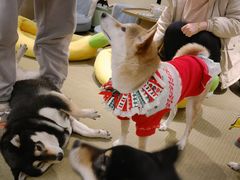 -逗柴咖啡屋·狗咖猫咖宠物桌游