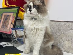 -良伴无忧宠物医院(泰欣嘉园店)
