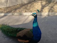 -北京野生动物园