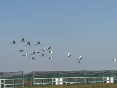 -盐城丹顶鹤湿地生态旅游区