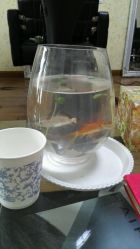 点击看大图 -FOLUNSI佛伦斯私人订制