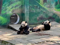 -中国大熊猫保护研究中心雅安碧峰峡基地