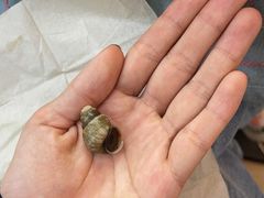 超大个螺蛳-红鼻子桂林米粉(金唐新光界店)