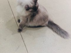 -藏猫猫咖啡主题馆(中央大道店)