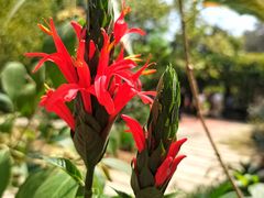 -中国科学院华南植物园