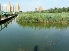 -前关湿地公园