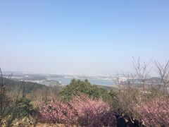 -香雪海