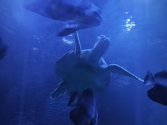 -太平洋海底世界