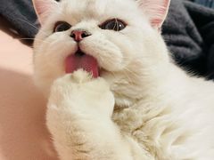 -糯米喵星人总部直营旗舰店·猫舍·幼猫出售