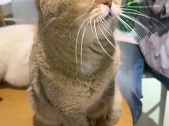 -藏猫猫咖啡主题馆(中央大道店)