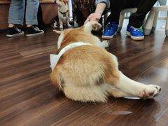 -柯斗斗主题餐厅·狗咖·围炉煮茶·茶饮(国瑞升平里店)