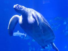 -成都浩海立方海洋公园