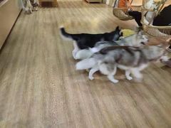 -Husky Go! 哈士奇体验馆·宠物咖啡厅狗咖