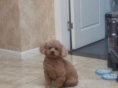 -芭比堂动物医院·犬猫全科·异宠专科(雁塔分院)