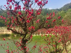 -南国桃园旅游度假区