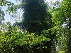 -火炉山森林公园