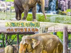 -上海野生动物园
