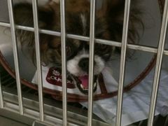 -骐奇宠物诊疗中心(南亭公路店)