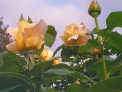 -国家植物园南园