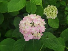 -上海滨江森林公园