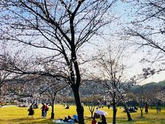 -苏州上方山国家森林公园