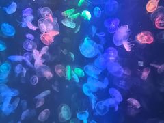 -烟台海昌鲸鲨海洋公园