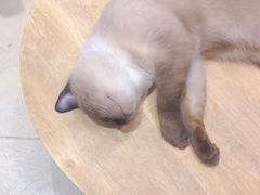 -藏猫猫咖啡主题馆(中央大道店)