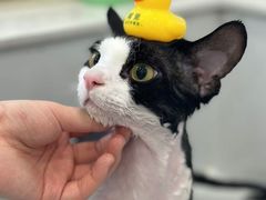 -老吴的猫·猫舍(新区店)