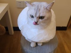 -滚猫咖啡·猫咖·猫友好撸猫(未来城店)