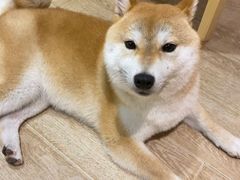 -南京Hallo宠物乐园·哈罗犬舍·柴犬繁育基地