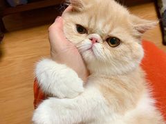 -滚猫咖啡·猫咖·猫友好撸猫(未来城店)