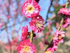 -梅花山(明孝陵内)