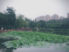 -前关湿地公园