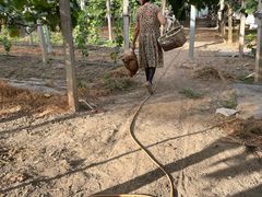 -马陆小张葡萄园农家乐