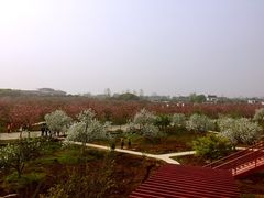 -天王浮山樱花园