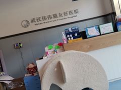 -伟伟宠物医院·瑞派猫友好医院·猫科(光谷店)