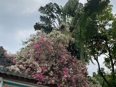 -深圳国际园林花卉博览园