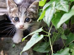 -海边的猫和咖啡馆