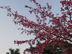 -深圳湾公园(南山区)