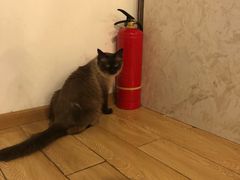 -Cappucimeow猫咪咖啡馆(韦伯时代店)