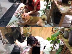 -柴务处·柴犬主题狗咖