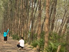 -合肥滨湖国家森林公园