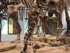 -自贡恐龙博物馆