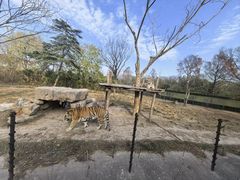 -上海野生动物园老虎餐厅