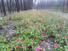 -合肥滨湖国家森林公园